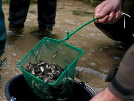 Správa parku vypoutí lososy do Kamenice od roku 1998. Podzimní vypoutní je