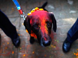 Policejní pes posypaný barevným prákem v nepálském Káthmandú. Bhem svátku...