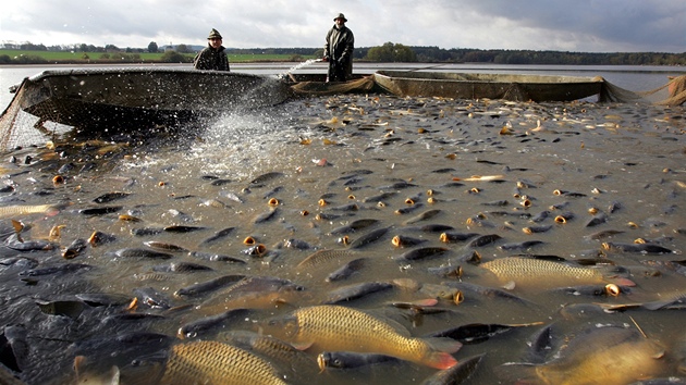 Rybái pedpokládají, e vyloví z rybníka Amerika u Frantikových Lázních bhem