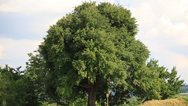 Hruka v Horním poli (Zlínský kraj) se umístila v anket Strom roku jako druhá