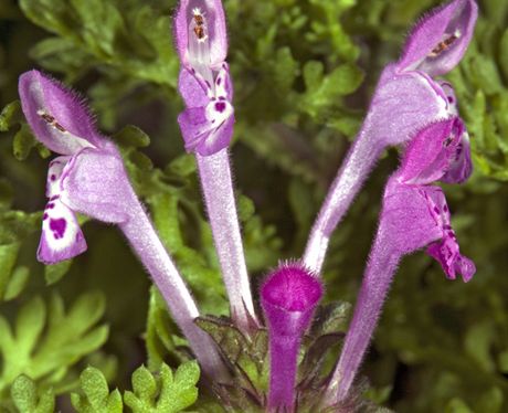 Hluchavka objímavá (Lamium amplexicaule).  Rostlina má purpurov zbarvené