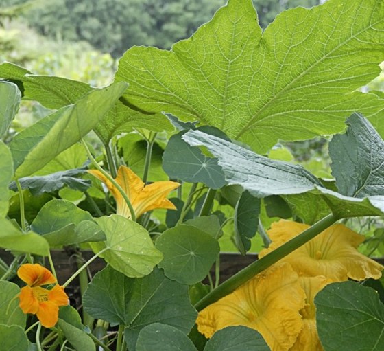 Tykev obecná (cucurbita pepe). Tykev roste pedevím na polích a v zahradách,