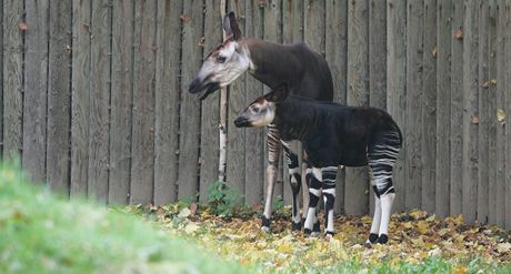 Okapi pruhované jsou jedním z druh, o které dvorská zoologická zahrada pravdpodobn pijde.