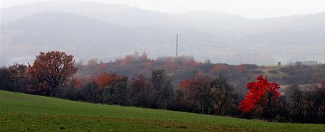 Cenné stromy v Borecké aleji se chystá zachránit ostrovská radnice.