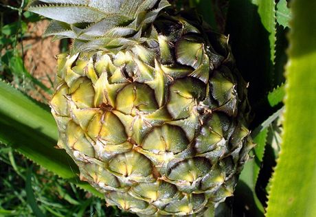 Ananas ozvlátní chu tohoto zimního mouníku. (Ilustraní snímek)