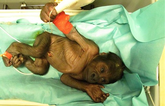 Mlád samice Bikiry zhruba 24 hodin po porodu (9.11.2011)