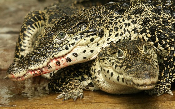 V zoo je k vidní 18 druh krokodýl, mezi nimi i krokodýl kubánský.