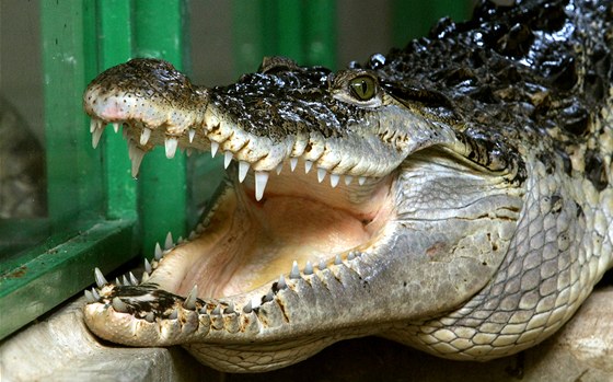 Nkteí krokodýli obývající starí ást zoo dorostli a jejich terária jim zaala být tsná. Pro návtvníky mohlo být procházení expozicemi i nebezpené.