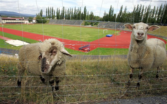 Trávu v okolí stadionu AC Start Karlovy Vary spásají v lét ovce, ale co tady