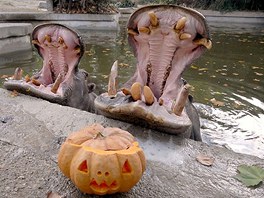 Dárek k Halloweenu dostali i obyvatelé ímského Bio-parku. Vydlabných dýní si...