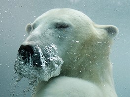Lední medvd si uívá vodu v zoo quebeckého Saint-Félicien. Kanada je domovem