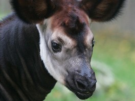 Okapi (Okapia johnstoni) je nejblií píbuzný irafy. Jeho pirozeným...