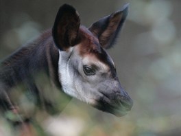 V zoologické zahrad ve Dvoe Králové nad Labem poktili sedmitýdenní mlád...