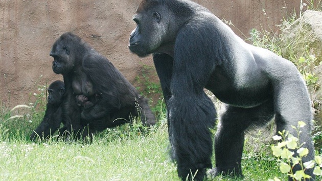 Richard pat k nejvtm fekm v evropskch zoologickch zahradch.