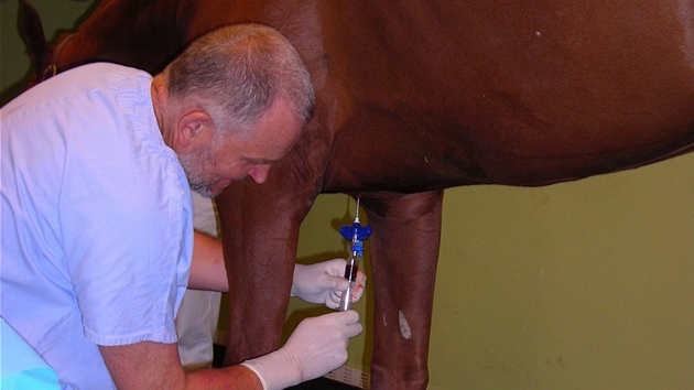 MVDr. ert z brnnské kliniky odebírá kostní de z hrudní kosti kon. Odbr je