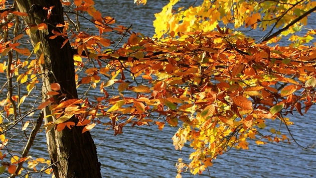 Barevné listy strom prozáené podzimní sluncem