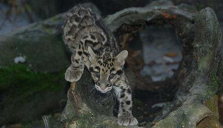 Samika pardála oblákového ze ZOO Ostrava dostala jméno Wanita, malajsky