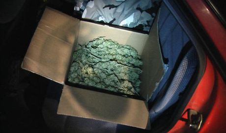 V kufru vozu Ford Escort nala policejní hlídka krabici plnou suené marihuany.