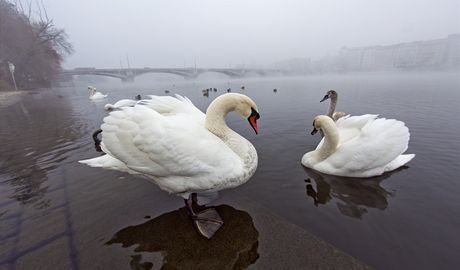 Ochránci pírody zaznamenali pi novoroním ohostroji ti zranné labut. Ilustraní snímek.