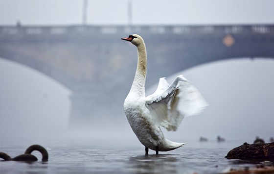 Oblaha bude od úterý a do konce týdne vtinou zataená. Ilustraní foto.