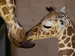 irafice Dikla olizuje své den staré mlád v zoologické zahrad v izraelském...