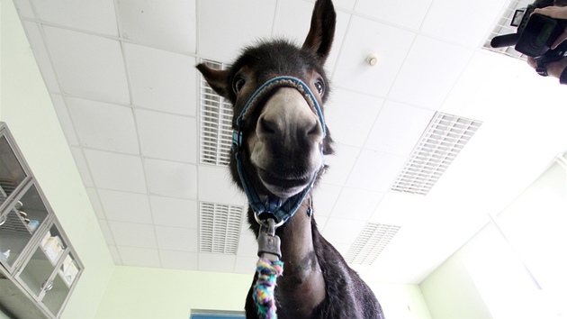 Oslici Rebece zachránil kardiostimulátor ivot. Na Veterinární a farmaceutické