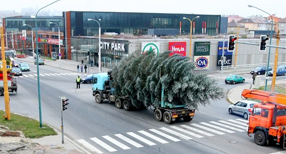 Masarykovo námstí v Jihlav u zdobí vánoní strom. Devítimetrový smrk