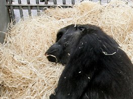 Zoo Dvr Králové chová gorily níinné od roku 1984. Tadao tam byl od zaátku,...