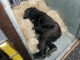 Zoo ve Dvoe Králové nad Labem v pátek ráno doasn opustily dv gorily...