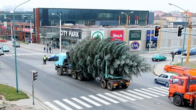 Masarykovo námstí v Jihlav u zdobí vánoní strom. Devítimetrový smrk