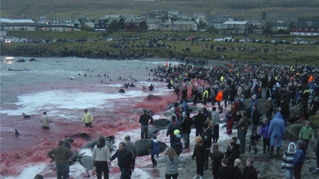 Obyvatelé Faerských ostrov masakrují kulohlavce erné nedaleko hlavního msta Torshavn.