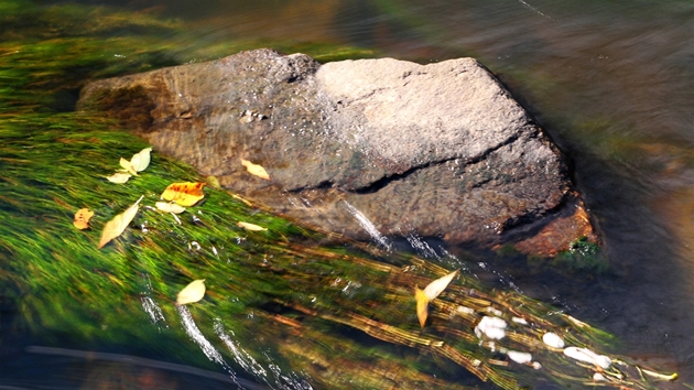 Na lakuník ve vod se pichytávají zbarvené listy.