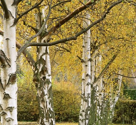 Bíza blokorá (Betula pendula). Má nápadn zbarvenou borku, kterou si nelze