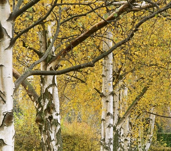 Bíza blokorá (Betula pendula). Má nápadn zbarvenou borku, kterou si nelze