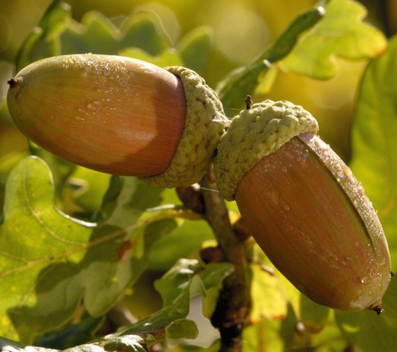Dub letní (Quercus robur). alud je lesklý oválný plod s devnatou epikou,