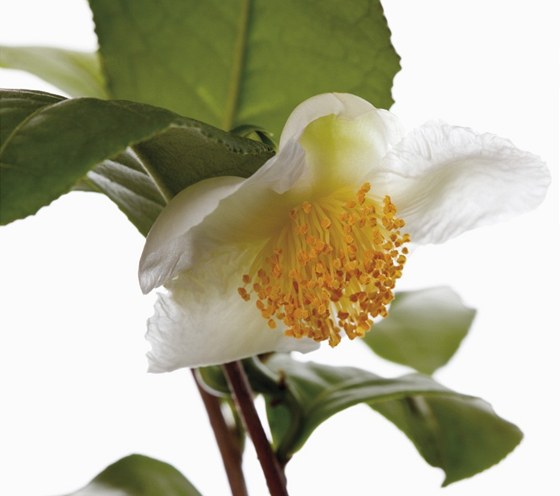 ajovník ínský (Thea sinensis, Camellia sinensis). ajovník má bíle zbarvený