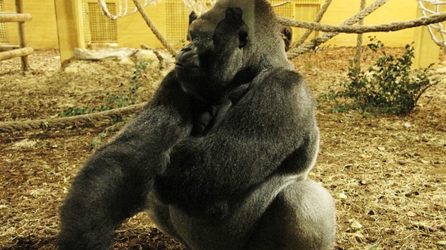 Gorilí samec Niky je tak trochu tlusoch.