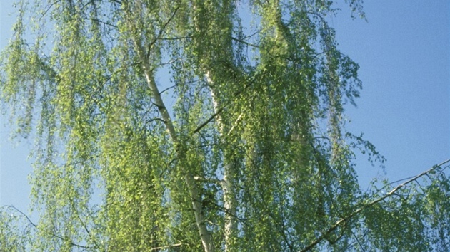 Dub letní (Quercus robur). Koruna dubu má oválný tvar.