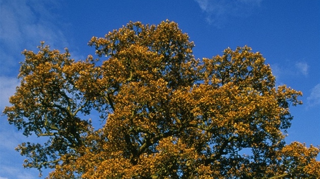 Dub letní (Quercus robur). Koruna dubu má nepravidelný tvar a rozlinou délku