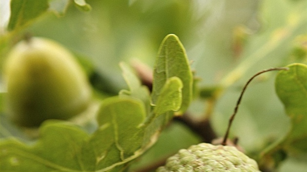 Dub letní (Quercus robur). Plodenstvím je plod  zvaný alud.