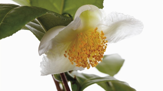 Čajovník čínský (Thea sinensis, Camellia sinensis). Čajovník má bíle zbarvený Čajovník čínský (Thea sinensis, Camellia sinensis). Čajovník má bíle zbarvený