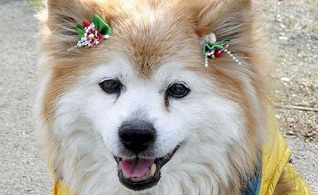 Nejstarí pes svta Pusuke, zapsaný do Guinnessovy knihy rekord, zemel v 26...