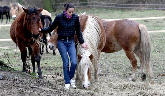 Na rani na v íov Jihlavsku nkdo otrávil nkolik koní (na snímku dcera