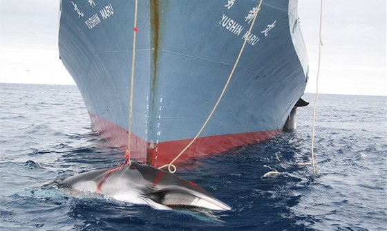 Japonská lo zrovna ulovila velrybu. (7. února 2008)