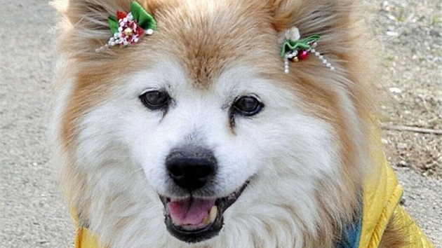 Nejstar pes svta Pusuke, zapsan do Guinnessovy knihy rekord, zemel v 26 letech.