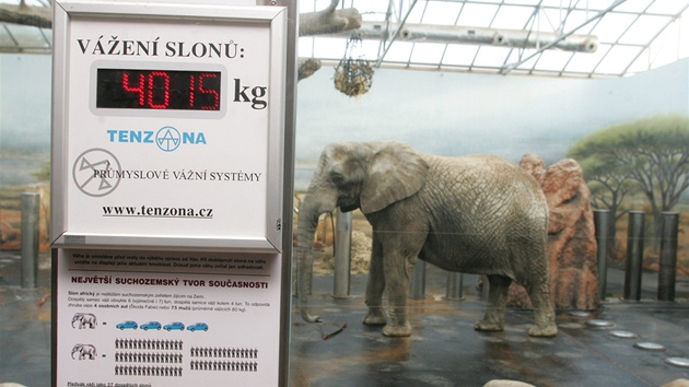 V zoo ve Dvoe Krlov nad Labem vili chovatel slon samice. Ob maj pes tyi tuny, slonice Saly 4 155 kilogram a slonice Umba 4 025.