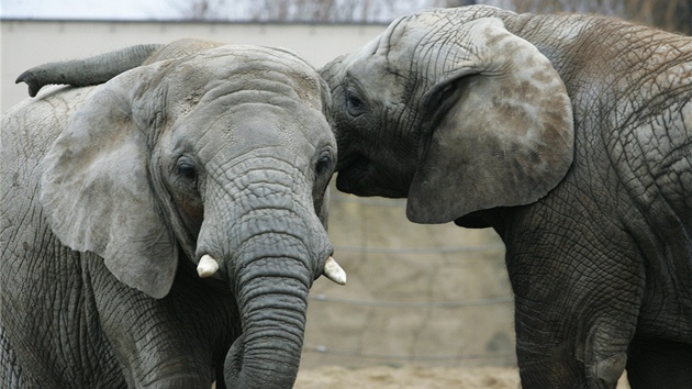 V zoo ve Dvoe Králové nad Labem váili chovatelé sloní samice. Ob mají pes