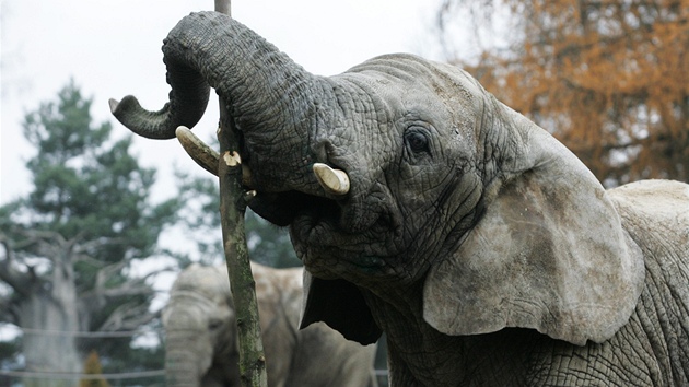 V zoo ve Dvoe Králové nad Labem váili chovatelé sloní samice. Ob mají pes