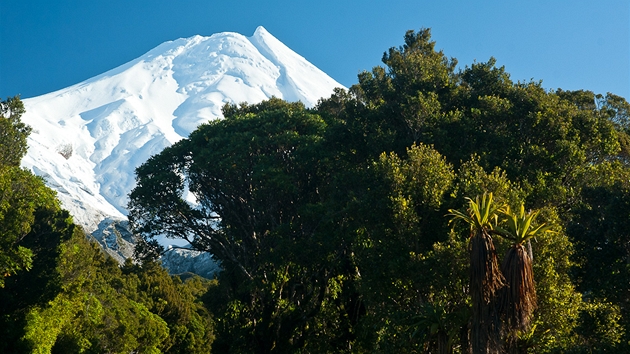 Taranaki. Kontrast stále zeleného lesa a zasneného vrcholu