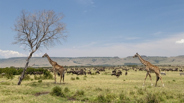 V oblasti Masai Mara v Keni chystá Richard Branson luxusní kemp.